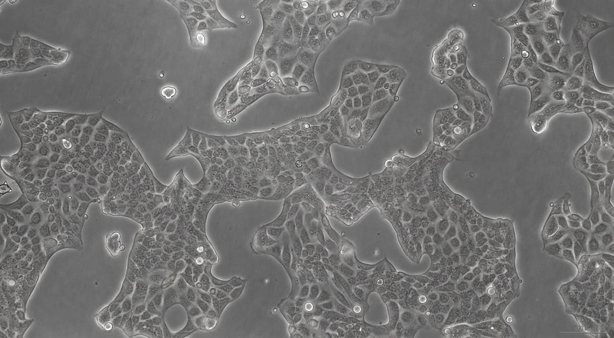 Phase-contrast microscopy of cultured cells in a monolayer — the science of exosomes