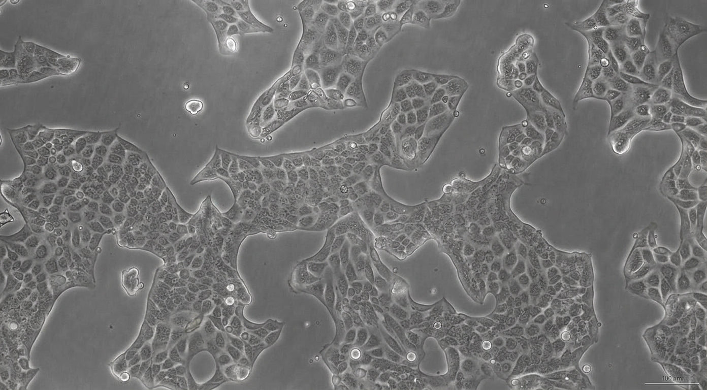 The Science of Exosomes: Why "Cellular Messengers" Are Replacing Stem Cells in Clinical Skincare