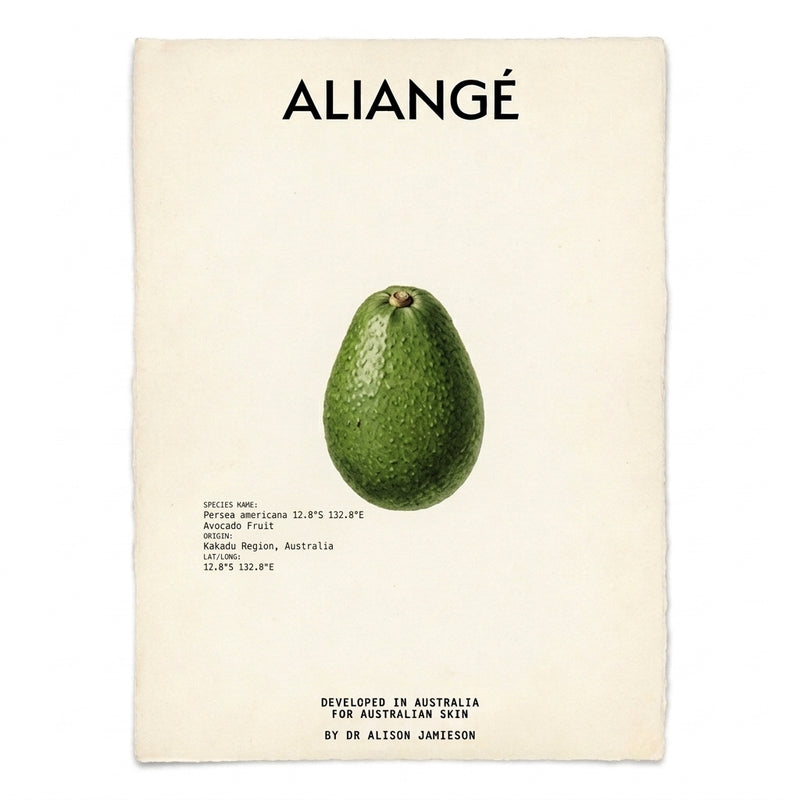 Botanical illustration of Avocado (Persea Gratissima) — a nutrient-dense oil rich in fatty acids and vitamins for deep nourishment and skin barrier reinforcement in Aliangé Skincare's CellRevive Exosome Cream, developed by Dr. Alison Jamieson in Australia